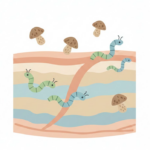 Papiloma dan parasit sebagai topik edukasi kesehatan
